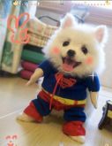 Roupa Superdog